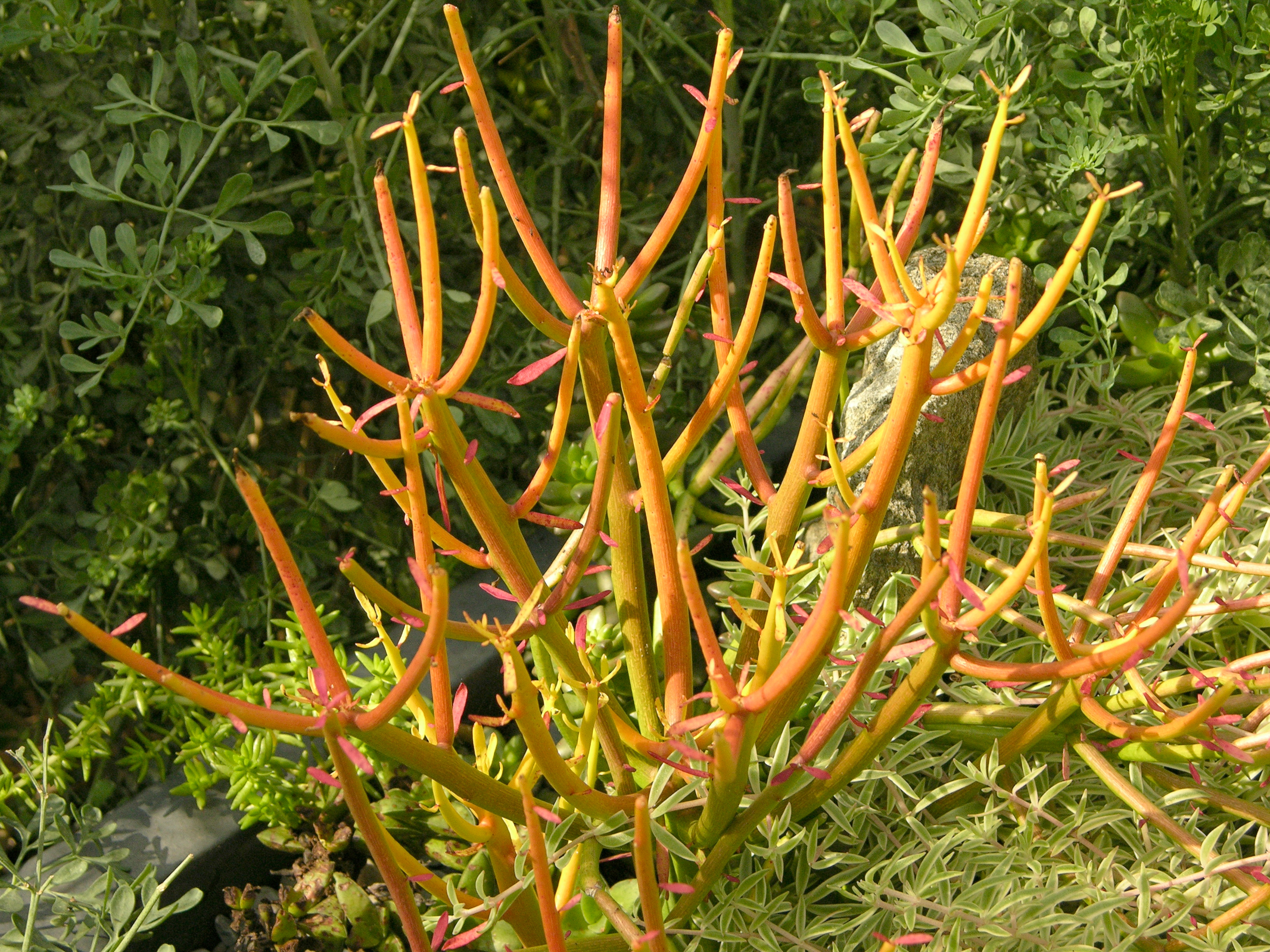Euphorbia tiruclli
